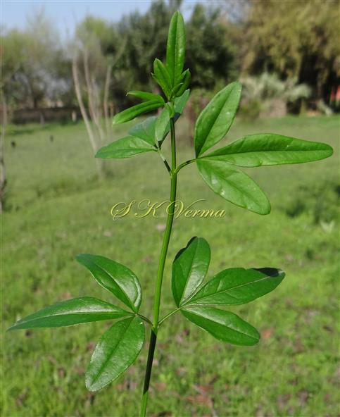  Leafy branch